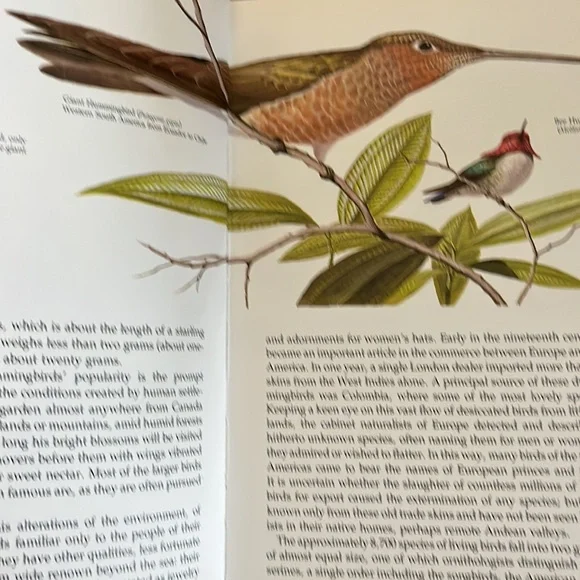 The Life Of The Hummingbird by Alexander F. Skutch HC book - Picture 4 of 12